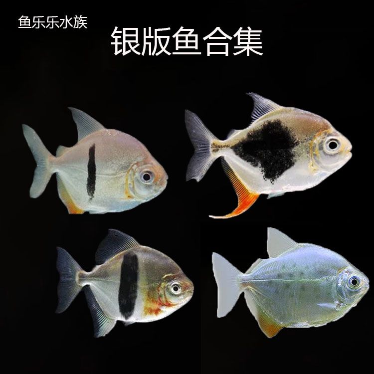 红勾银版鱼食物选择技巧（红勾银版鱼的饲养技巧红勾银版鱼的饲养技巧） 观赏鱼市场（混养鱼） 第4张