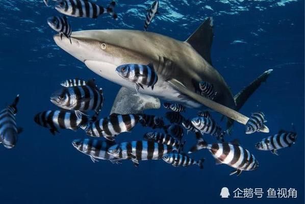 鲨鱼生态旅游对鲨鱼行为的影响（鲨鱼生态旅游对鲨鱼的影响） 观赏鱼市场（混养鱼） 第5张