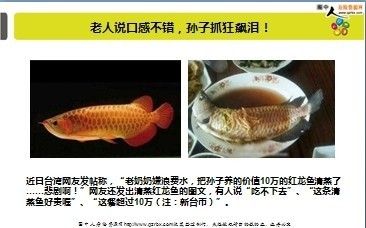 龙鱼怎么买保险的（龙鱼保险理赔流程详解）