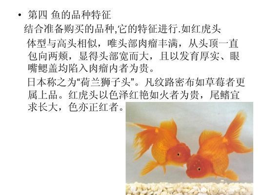 红龙鱼市场增长动力分析（红龙鱼市场的发展动力） 观赏鱼市场（混养鱼） 第3张