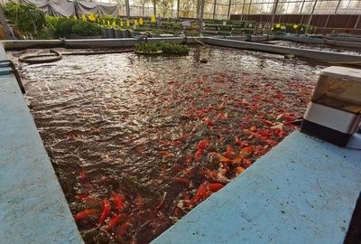 元宝鲫最佳养殖水环境（元宝鲫养殖水温调控技巧） 观赏鱼市场（混养鱼） 第3张