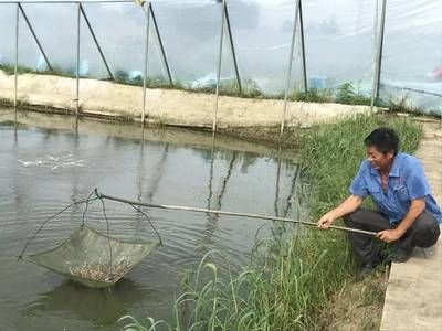 元宝鲫最佳养殖水环境（元宝鲫养殖水温调控技巧） 观赏鱼市场（混养鱼） 第5张