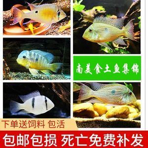 白子关刀鱼苗饲料营养需求（关于“白子关刀鱼苗饲料营养需求”的查询） 观赏鱼市场（混养鱼）