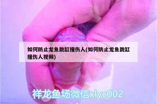 如何防止青龙鱼跳缸技巧（防止青龙鱼跳缸的技巧） 观赏鱼市场（混养鱼） 第4张