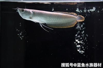 龙鱼入新缸第三天可以喂食吗（新缸中龙鱼入缸第三天是否可以喂食，需谨慎处理） 龙鱼百科 第3张