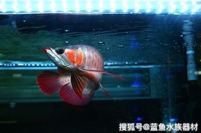 龙鱼入新缸第三天可以喂食吗（新缸中龙鱼入缸第三天是否可以喂食，需谨慎处理） 龙鱼百科 第5张