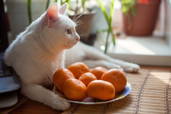 狗头鱼的饮食结构（狗头鱼的饮食结构主要包括小型鱼类、虾类和蟹类等）