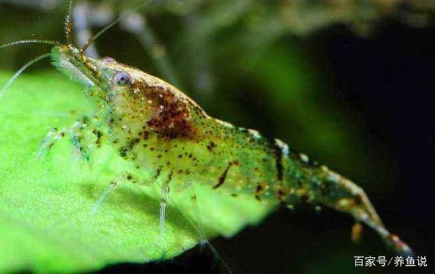 潜水艇鱼繁殖环境布置要点（潜水艇鱼繁殖环境布置） 观赏鱼市场（混养鱼） 第5张