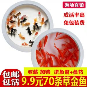 白化火箭鱼最佳饲料搭配（白化火箭鱼饲料品牌推荐） 观赏鱼市场（混养鱼） 第5张