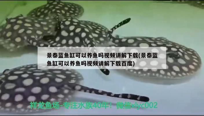 斑马鸭嘴鱼苗生长速度影响因素（斑马鸭嘴鱼苗的生长速度受到多种因素影响） 观赏鱼市场（混养鱼） 第4张