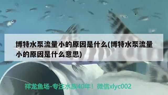 月光鸭嘴鱼苗霍乱病的早期诊断（月光鸭嘴鱼苗霍乱病早期诊断方法介绍） 观赏鱼市场（混养鱼） 第2张