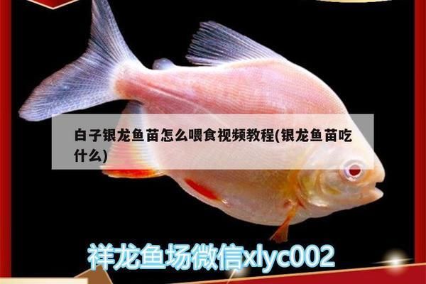 白子银龙鱼苗喂食量控制（白子银龙鱼的饲养管理） 观赏鱼市场（混养鱼） 第2张