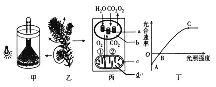 龙鱼喂什么长的快一点好养（龙鱼喂养常见误区解析龙鱼的喂食策略对龙鱼的影响） 龙鱼百科 第1张