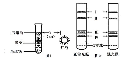 龙鱼喂什么长的快一点好养（龙鱼喂养常见误区解析龙鱼的喂食策略对龙鱼的影响） 龙鱼百科 第2张