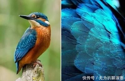 银龙鱼价值?（银龙鱼在水族市场上具有较高的价值） 水族问答