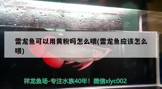 雷龙鱼黄粉如何使用（雷龙鱼黄粉药浴效果如何） 龙鱼百科 第1张