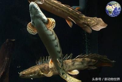 海水观赏鱼鸭嘴龙鱼怎么养（养鸭嘴龙鱼的注意事项） 水族问答 第4张