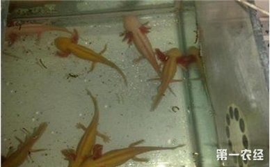 六角龙鱼是什么品种（六角龙鱼是一种历史悠久、分布广泛的古老生物）