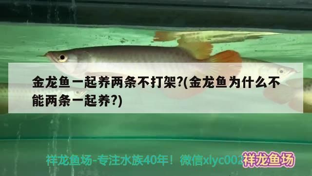 两条金龙鱼可以一起养吗（两条金龙鱼可以一起养吗，是否可以一起养在一个水族箱中） 龙鱼百科 第2张