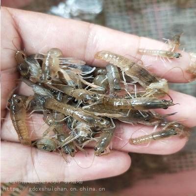 龙鱼鱼苗开口喂什么食物好呢（自制龙鱼饲料的营养搭配，龙鱼苗饲料选择指南） 龙鱼百科 第1张