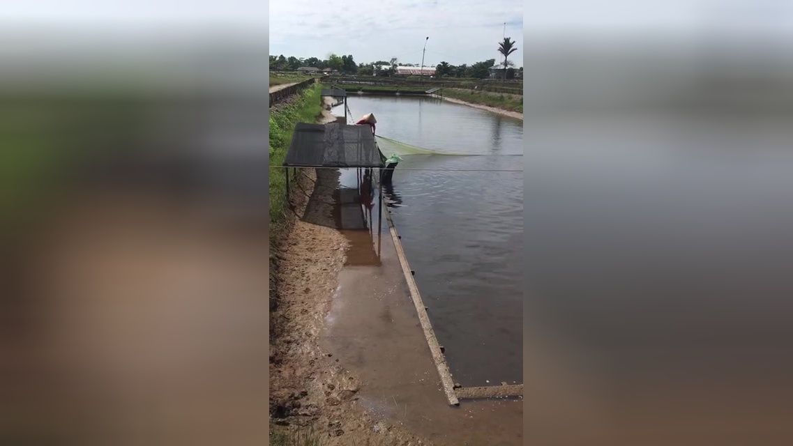 金龙鱼养殖基地在哪里（中国金龙鱼养殖基地） 龙鱼百科 第4张