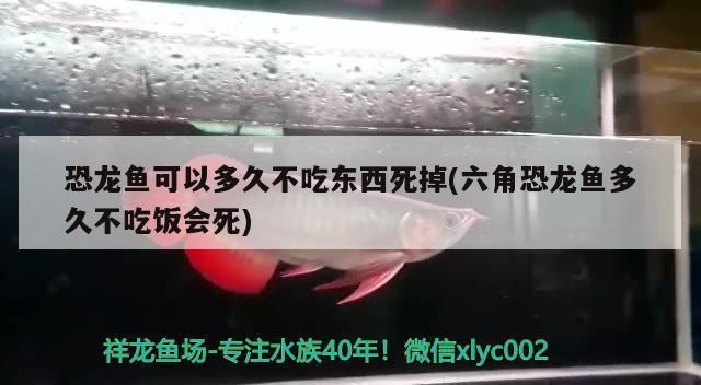 恐龙鱼不吃饭会饿死吗（六角恐龙鱼在饥饿时可以坚持15天到一个月不吃东西） 龙鱼百科 第5张