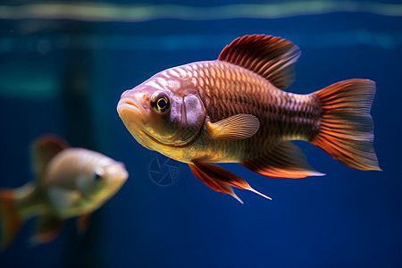 龙鱼背景图（龙鱼水族箱布置建议，）