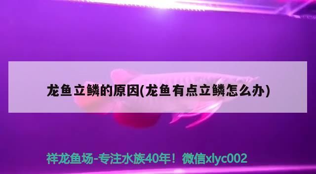 龙鱼立鳞会死吗（龙鱼立鳞是否会死及其原因分析龙鱼立鳞是否会死） 龙鱼百科 第5张