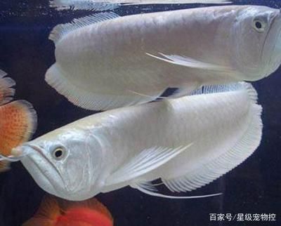 龙鱼换水后可以喂食吗（龙鱼换水后可以喂食但需要注意以下几点：龙鱼换水后可以喂食） 龙鱼百科 第4张