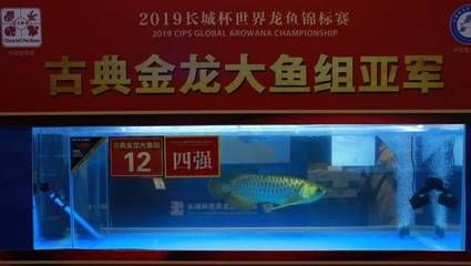 龙鱼大赛决赛回放（2024年龙鱼大赛决赛回放展示了选手们精湛的技艺和激烈的竞争） 龙鱼百科 第5张