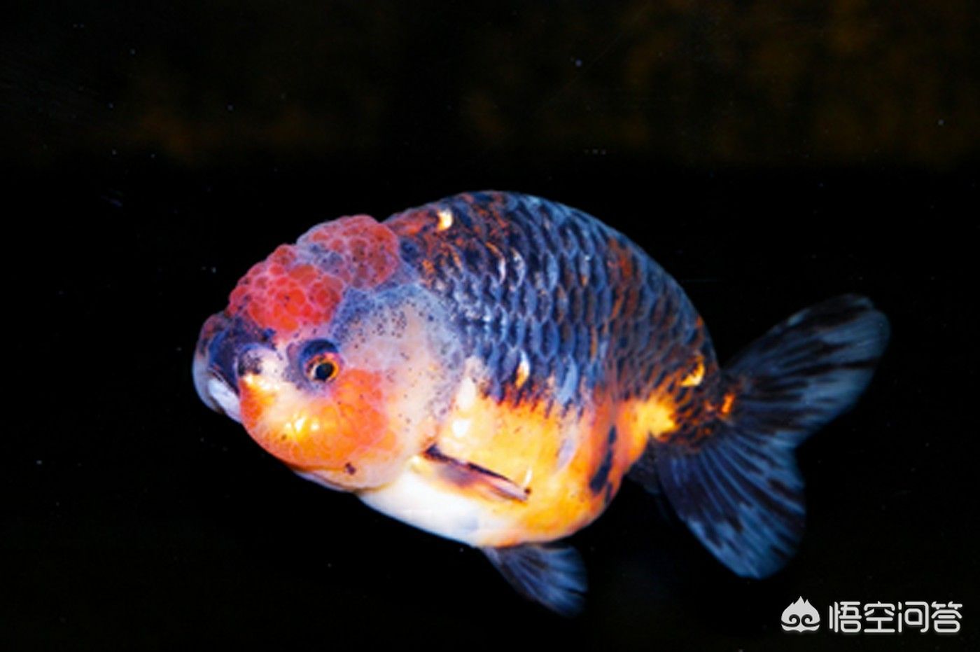 太原龙鱼批发市场在哪儿（关于太原龙鱼批发市场的问题） 水族问答