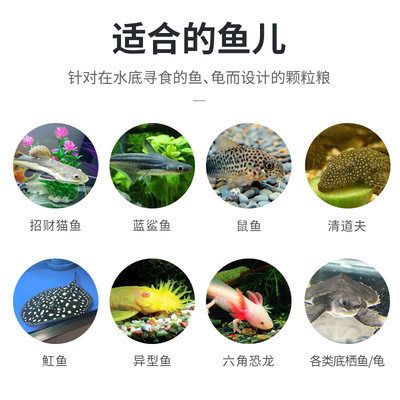 恐龙鱼吃鱼食吗（恐龙鱼可以吃鱼食吗） 龙鱼百科 第3张