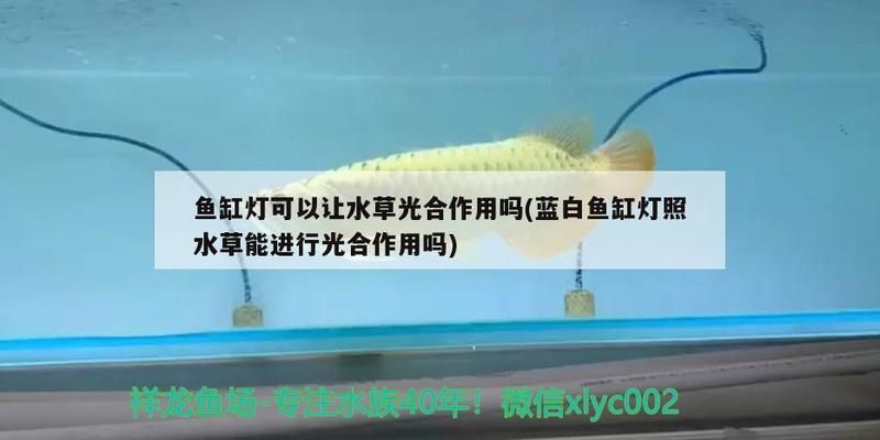 龙鱼专用灯什么牌子好用（龙鱼专用灯哪个牌子好用） 龙鱼百科 第5张