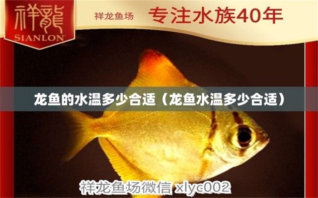 龙鱼水温24度行不行（龙鱼适宜水温下的饲料选择） 龙鱼百科 第4张