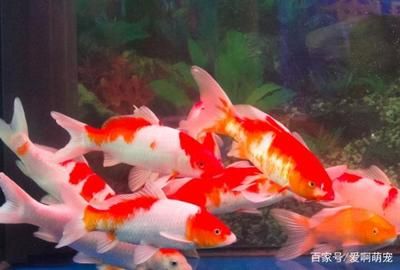 最大的红龙鱼品种（最大的红龙鱼品种是什么？） 水族问答