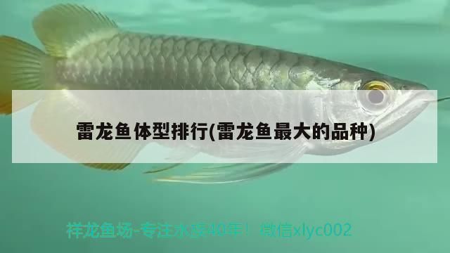 雷龙鱼成体大小（雷龙鱼成体大小受品种、饲养者需要注意以下几个方面） 龙鱼百科 第2张