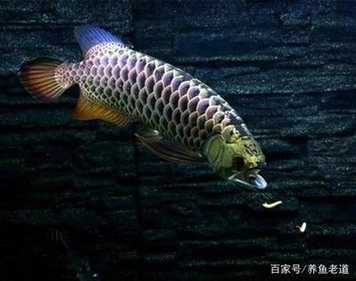 龙鱼吃鱼食吗会死吗（龙鱼吃鱼食会导致死亡吗？） 龙鱼百科 第3张