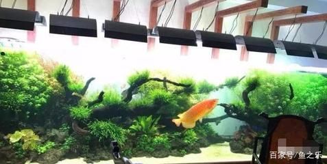 什么龙鱼最好养殖（家庭水族箱布置建议） 龙鱼百科 第1张