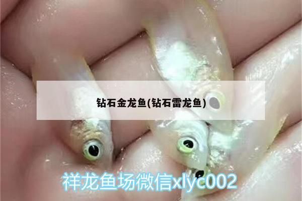 金龙鱼钻石卡（金龙鱼钻石卡有效期查询方法） 龙鱼百科 第2张