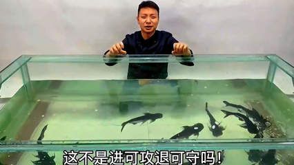 赞美龙鱼的词语（龙鱼的生活习性是否独特） 水族问答