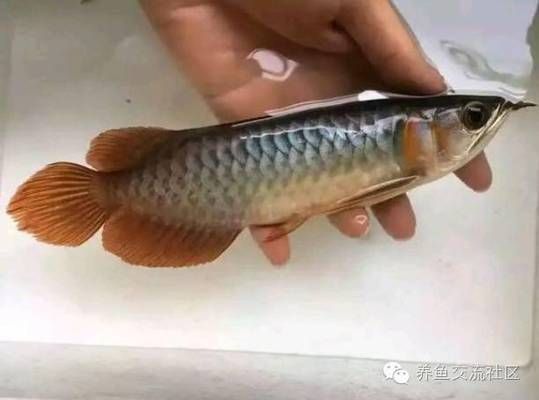 龙鱼怎么分辨颜色深浅呢（分辨龙鱼颜色的深浅可以通过观察龙鱼的鳞片、鳃盖、鳍等部位来进行） 龙鱼百科 第2张