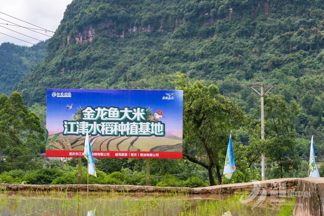 金龙鱼种植基地在哪里（佛山金龙鱼种植基地） 龙鱼百科 第5张