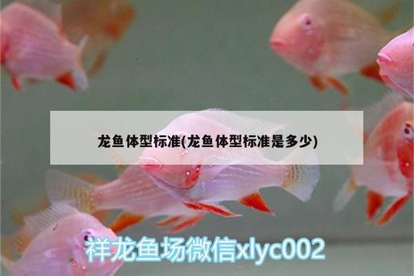 龙鱼体型标准（龙鱼体型标准是评估龙鱼品质的重要指标之一，龙鱼品种鉴别方法）