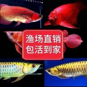 金龙鱼幼苗变化的原因（如何改善金龙鱼幼苗的水质） 龙鱼百科 第5张