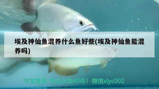 银龙鱼怎么养才不怕人呢（关于银龙鱼的一些问题）