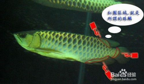 金龙鱼油批发市场在哪里啊（济南金龙鱼油批发市场） 水族问答 第5张