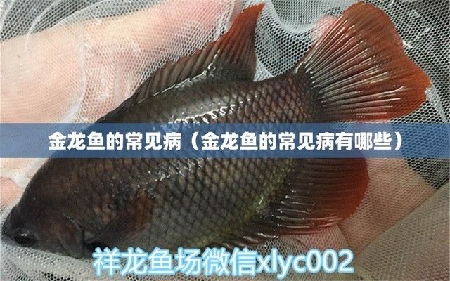 金龙鱼最怕什么药（金龙鱼最怕什么药物） 龙鱼百科 第2张