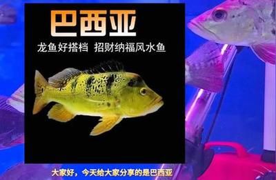 龙鱼适合和什么鱼一起养 龙鱼百科 第4张