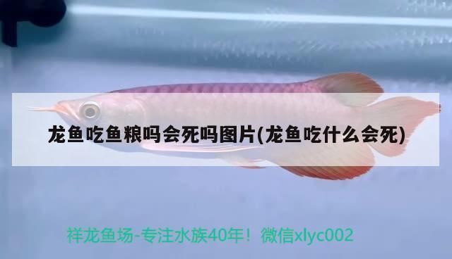 雷龙鱼吃东西卡住了会死吗（雷龙鱼吃东西卡住是否会死，雷龙鱼食物卡住自救方法） 龙鱼百科 第3张