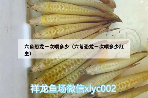 六角恐龙鱼饲料一次喂几粒合适（六角恐龙鱼的饲料一次喂几粒合适） 龙鱼百科 第4张